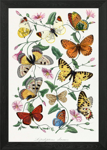 Quadro stampa tela - stampa, poster