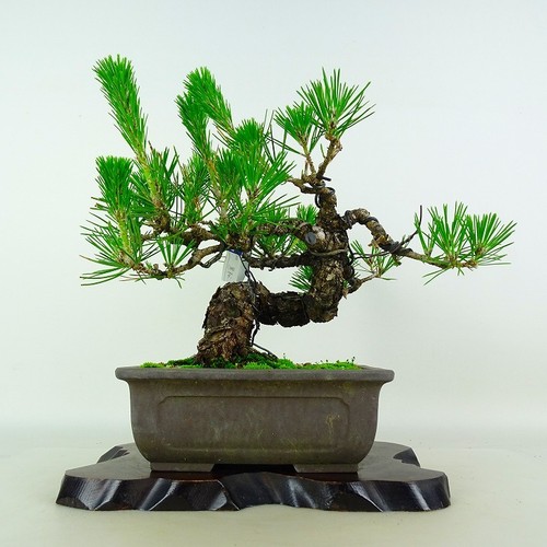 Pinus thunbergii vaso bonsai - thunbergii,