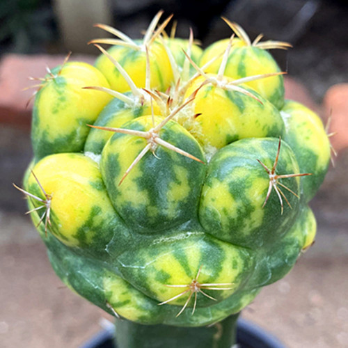 Coryphantha elephantidens