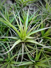 Tillandsia pianta aerea triplo - pianta,