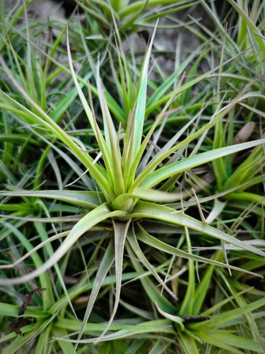 Tillandsia pianta aerea - tillandsia,