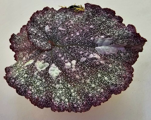 Begonia speckled - begonia,