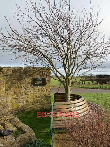 Photo memorial bench - and, tree