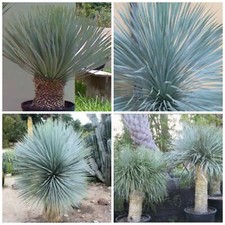 10 semi di Yucca rostrata, piante succulente,seed succulents
