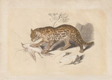 Ozelot - , (leopardus