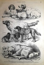 Stampa antica CANI DIVERSE