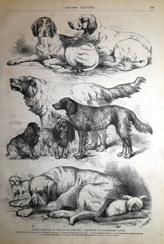 Stampa antica cani - cani, diverse