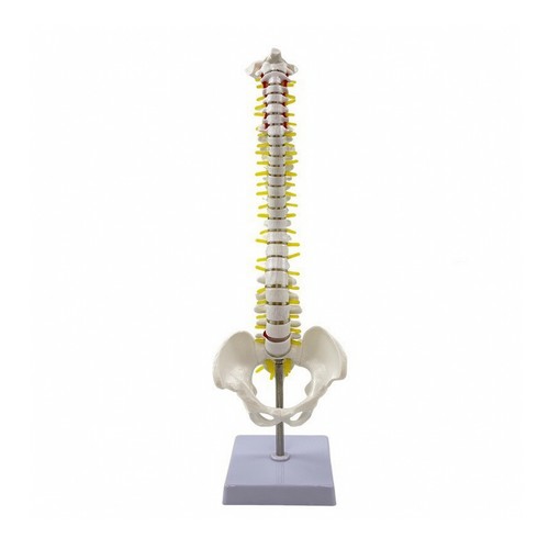 Modello anatomico della - modello,