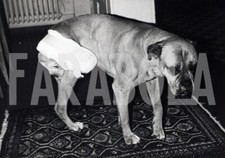 Foto Vintage Animali domestici Cane con la zampa amputata stampa 12x20 cm