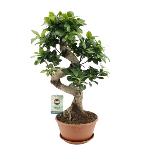 Bonsai ficus - bonsai, di