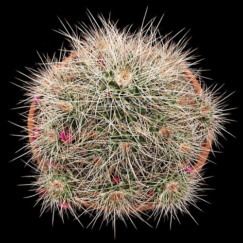 Mammillaria compressa seeds - mammillaria,