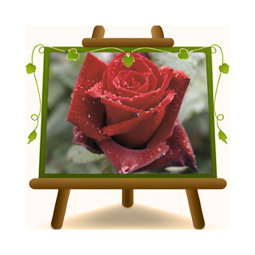 Rose nobili barkarole ibrido - rose,