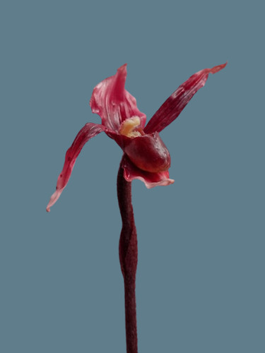 Artificial phragmipedium lady - artificial,