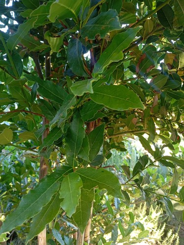 Pianta alloro - pianta,