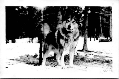 Determinato cane siberiano