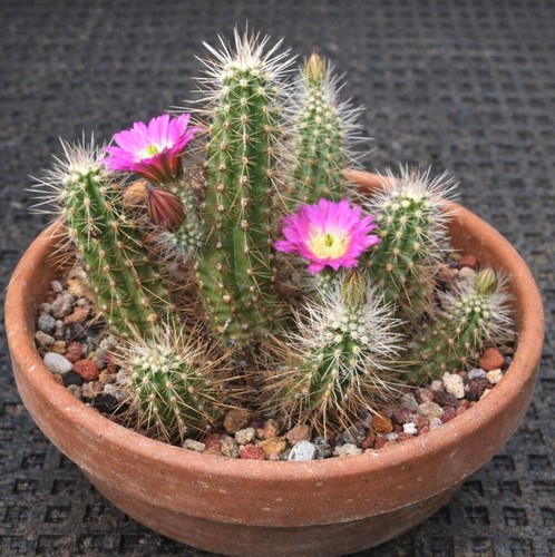 Echinocereus parkeri ssp
