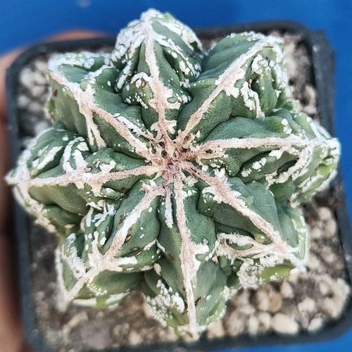 Astrophytum fukuryu double - astrophytum,