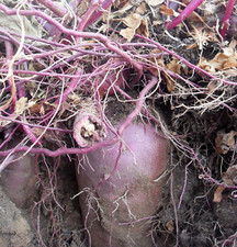 FATTORIA BIOLOGICA giapponese