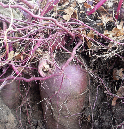 Organic farm japanese purple - japanese,