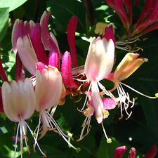 Caprifoglio American Beauty 2L - Considerato il caprifoglio più prezioso