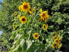 Girasole 20,40 XXL GIGANTE