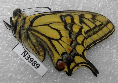 Papilio machaon sachalinensis