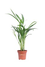 Pianta areca dypsis - di,