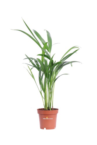 Pianta areca dypsis - areca,