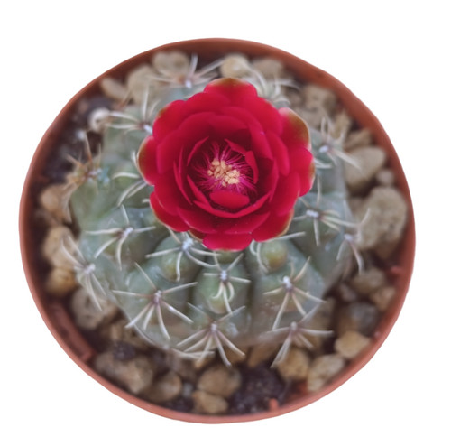 Cactus gymnocalycium baldianum - gymnocalycium,
