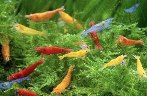 Lotto caridina - lotto,