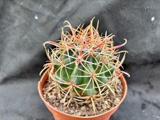 FEROCACTUS CHRYSACANTHUS RED