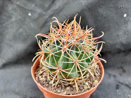 Ferocactus chrysacanthus red - ferocactus,