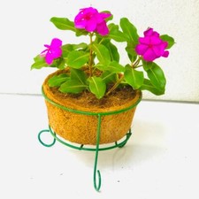 Fibra di Cocco Coir Nuovo Vaso