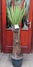 Yucca faxoniana dal Messico