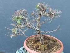 Pre-Bonsai Di Quercia Rovella