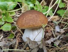 Fungo porcino artificiale H 8 dm. 6,5 in plastica