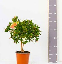 Callistemon Laevis - PiantaMia - Albero - Piante Ornamentali - Callistemone