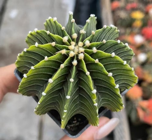 Vendo raro cactus - raro,