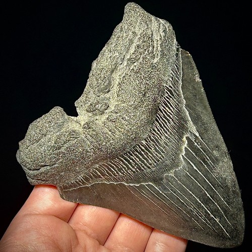 Dente squalo megalodonte - di,