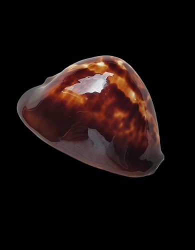 Shell conchiglia cypraea - shell,