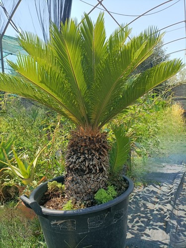 Pianta cycas revoluta vaso - ,