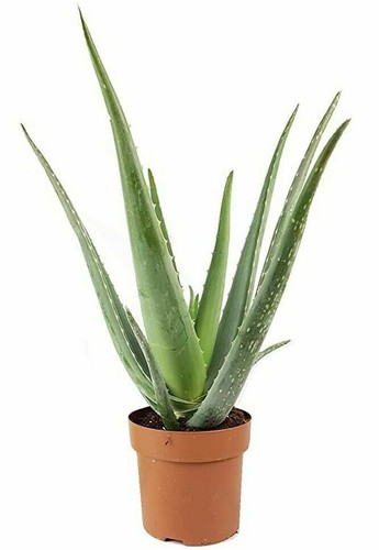 Pianta aloe vera - pianta,