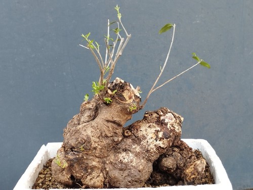 Bonsai olivastro 30x30cm - olivastro, in