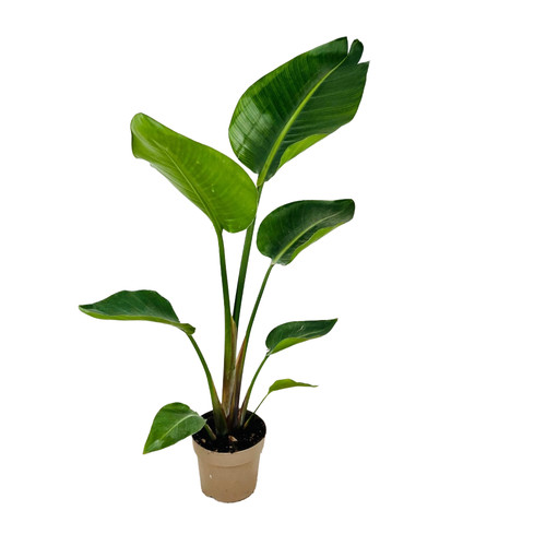 Pianta sterlizia strelitizia - pianta,