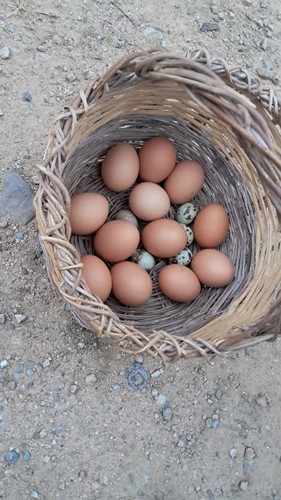 Uova feconde gallina - uova,