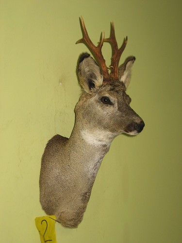 Roe deer shoulder mount - roe,