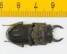 LUCANIDAE - Scarabeo cervo - Gnaphaloryx opacus (34 mm) - MALESIA - 7419