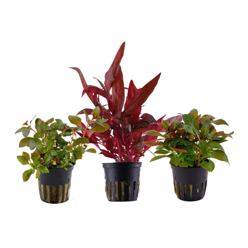 Piante set con bel - set, rosso