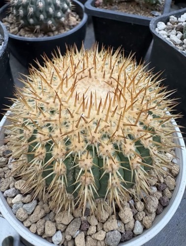 Cera copiapoa cinerea cm - cera,