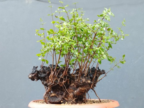 Bonsai mirto selvatico - bonsai,